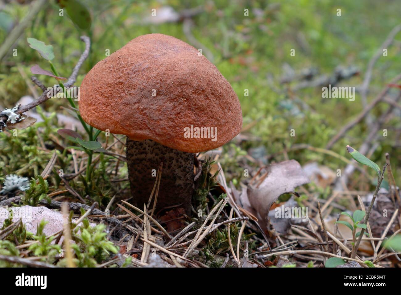 Boletus edible Wild mushroom in autumn forest. Selective focus blurred background Stock Photo