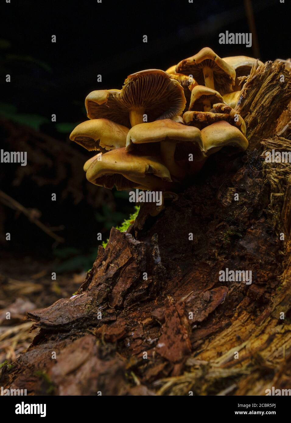 Wold mushrooms growing on a dead tree stump, UK Stock Photo
