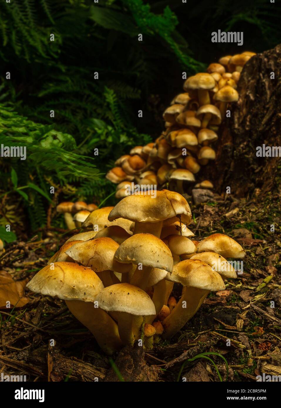Wold mushrooms growing on a dead tree stump, UK Stock Photo Alamy