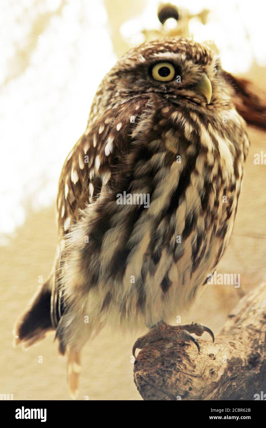 Athene noctua vogel hi-res stock photography and images - Alamy