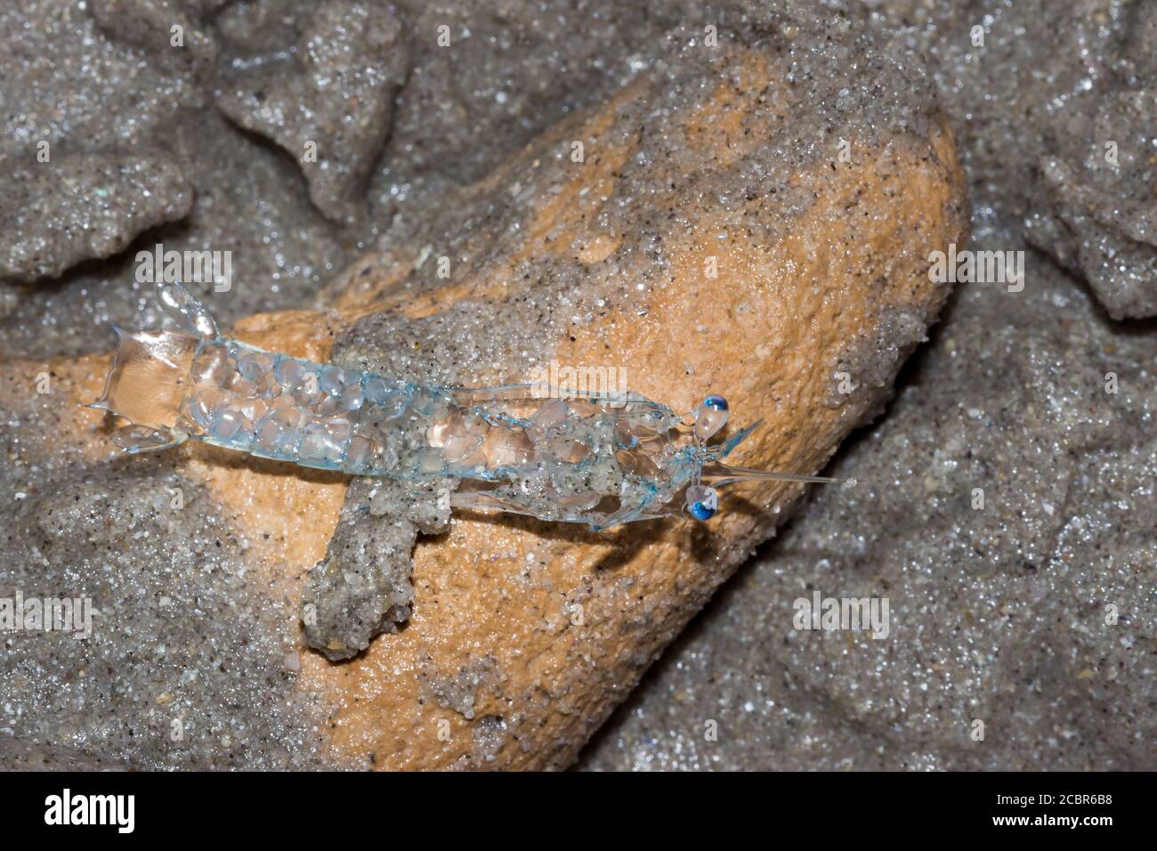 Crab zoea larvae on the beach, Cape Town, South Africa Stock Photo Alamy