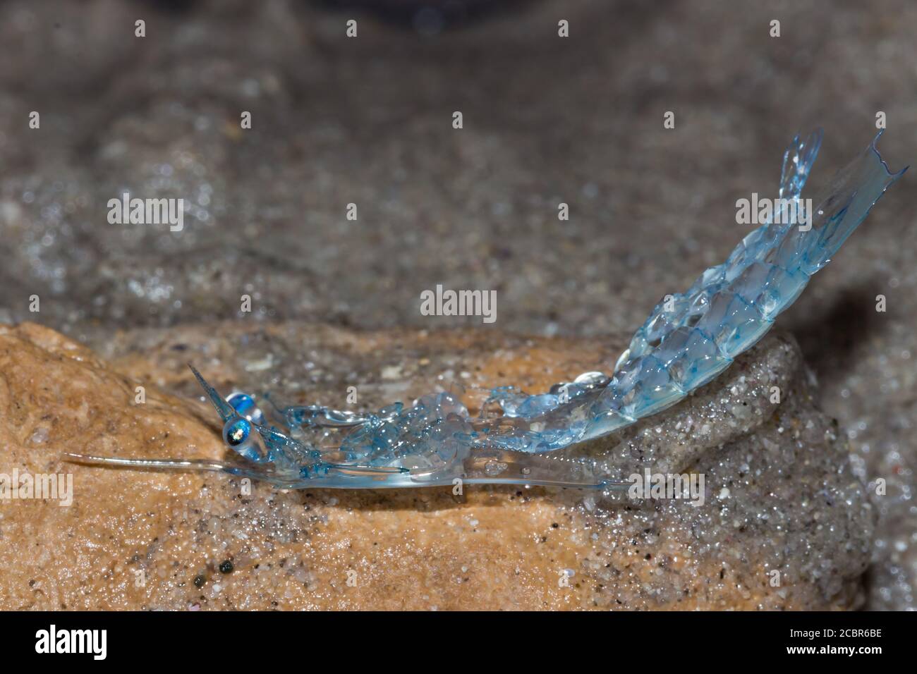 Crab zoea larvae on the beach, Cape Town, South Africa Stock Photo Alamy