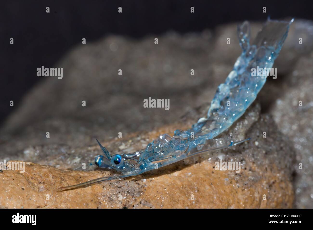 Crab zoea larvae on the beach, Cape Town, South Africa Stock Photo Alamy