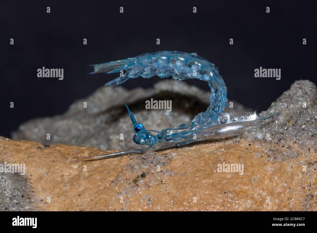 Crab zoea larvae on the beach, Cape Town, South Africa Stock Photo Alamy