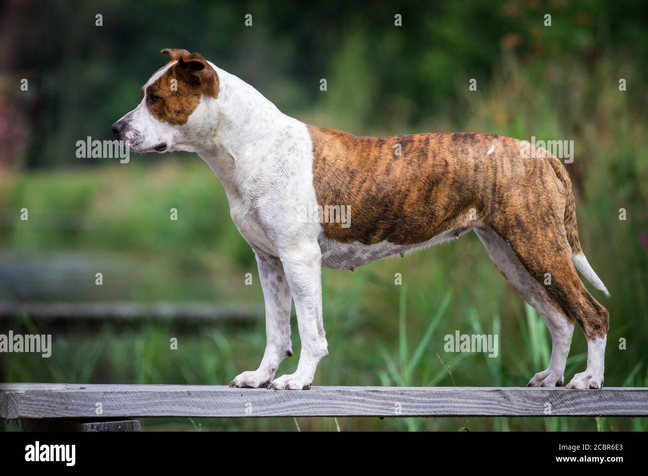 Portrait of a brindle American Staffordshire Terrier, standing Stock Photo