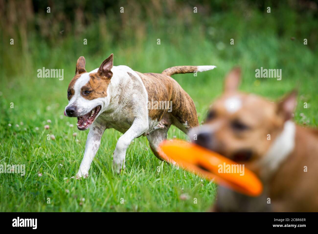 Two American Staffordshire Terrier dogs playing Stock Photo