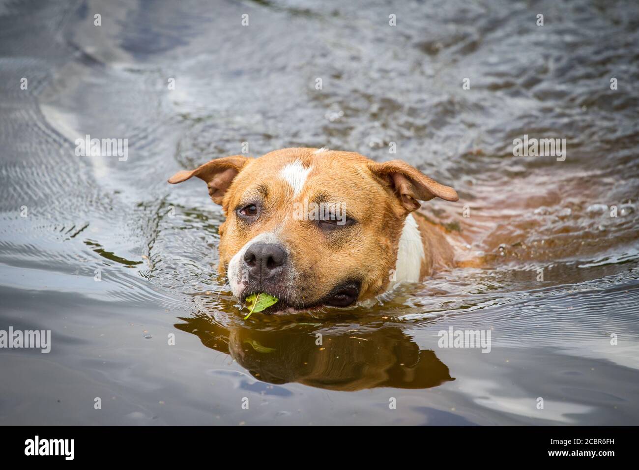 Do Staffordshire Terriers Like To Swim