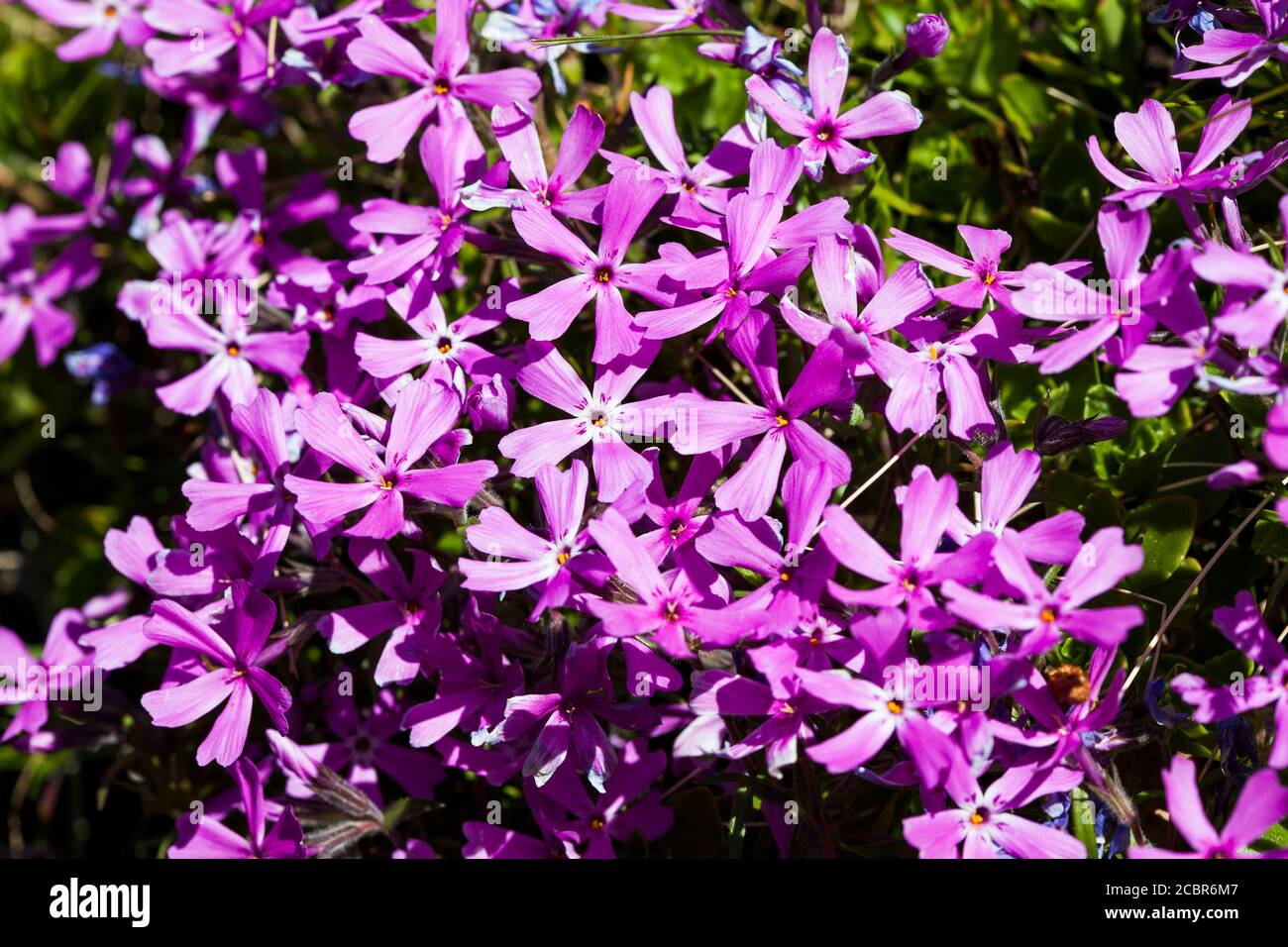 PHLOX SUBULATA creeping phlox Stock Photo - Alamy