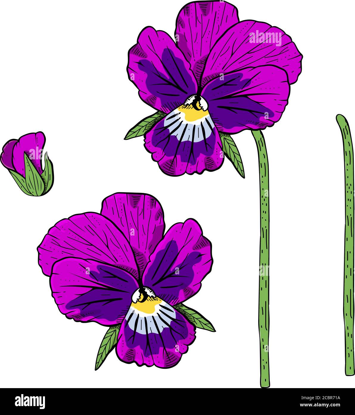 Purple Pansy Flower Drawing