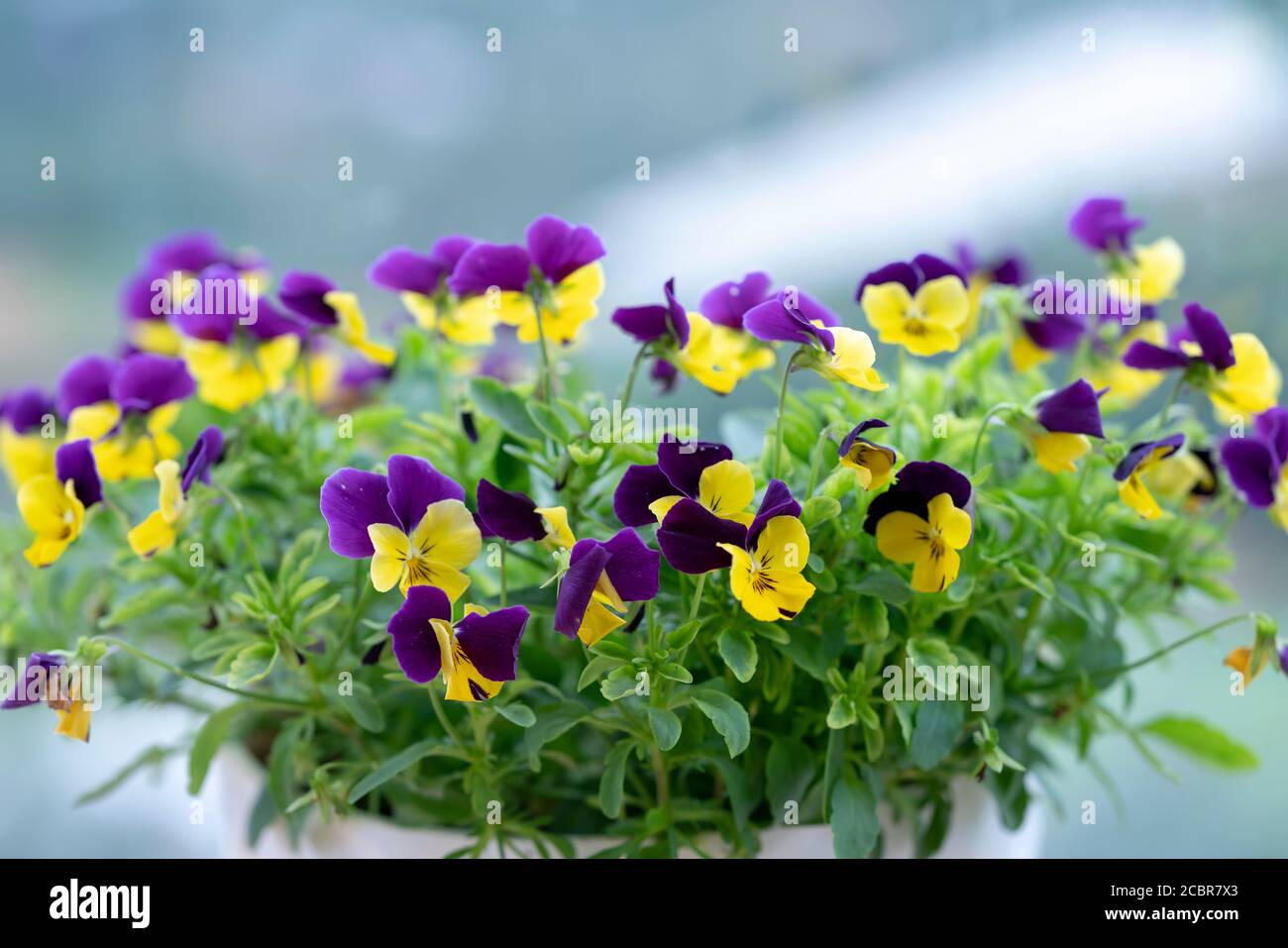 Purple pansy flowers blooming in decorative pots in your home or lover's garden Stock Photo Alamy