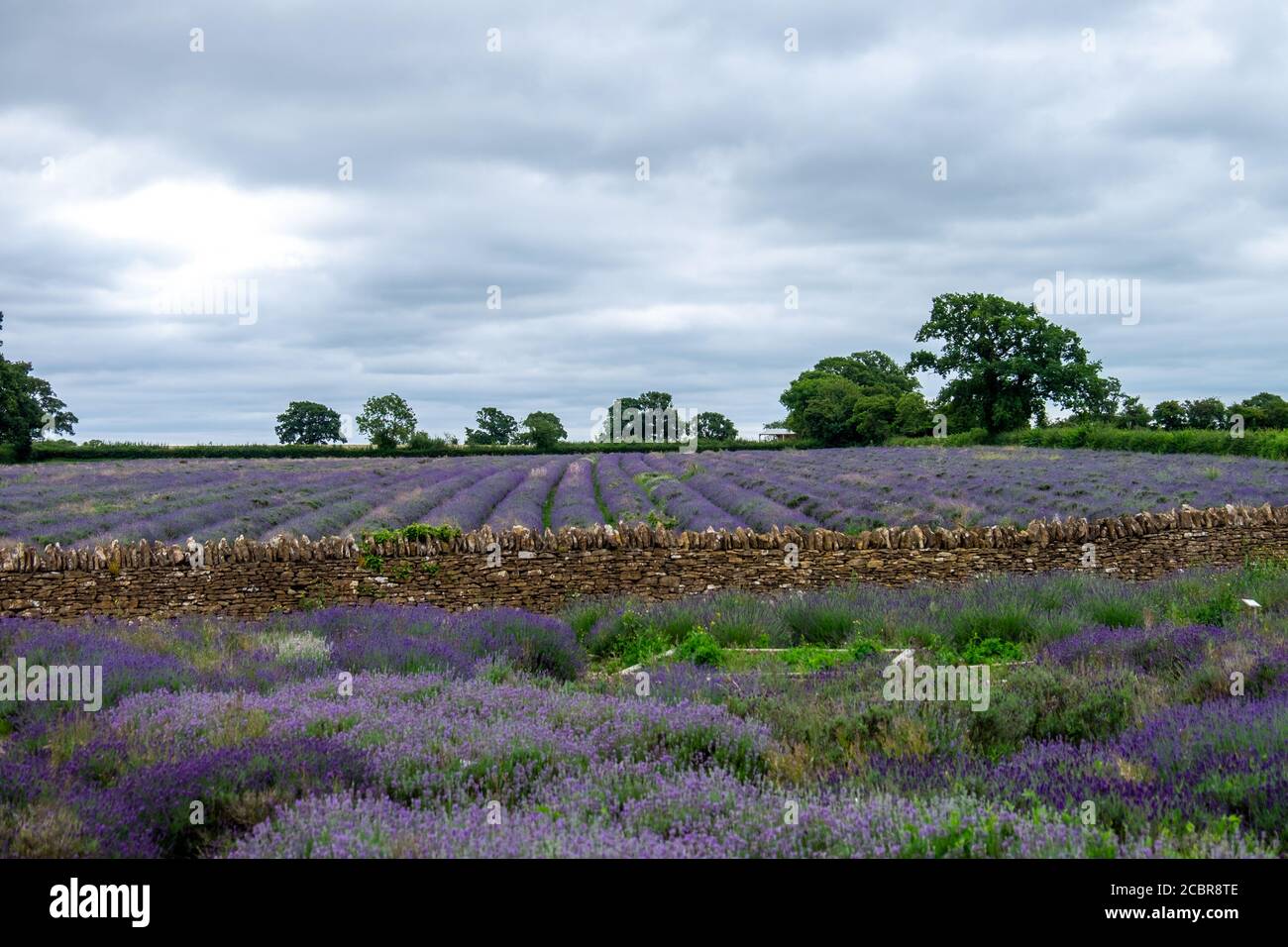 Lavender field Stock Photo