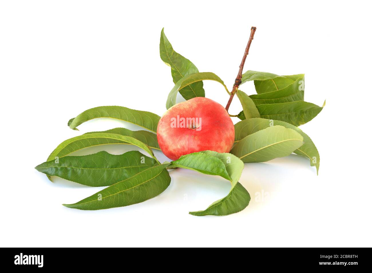 Sprig with flat fig peach isolated on white background Stock Photo