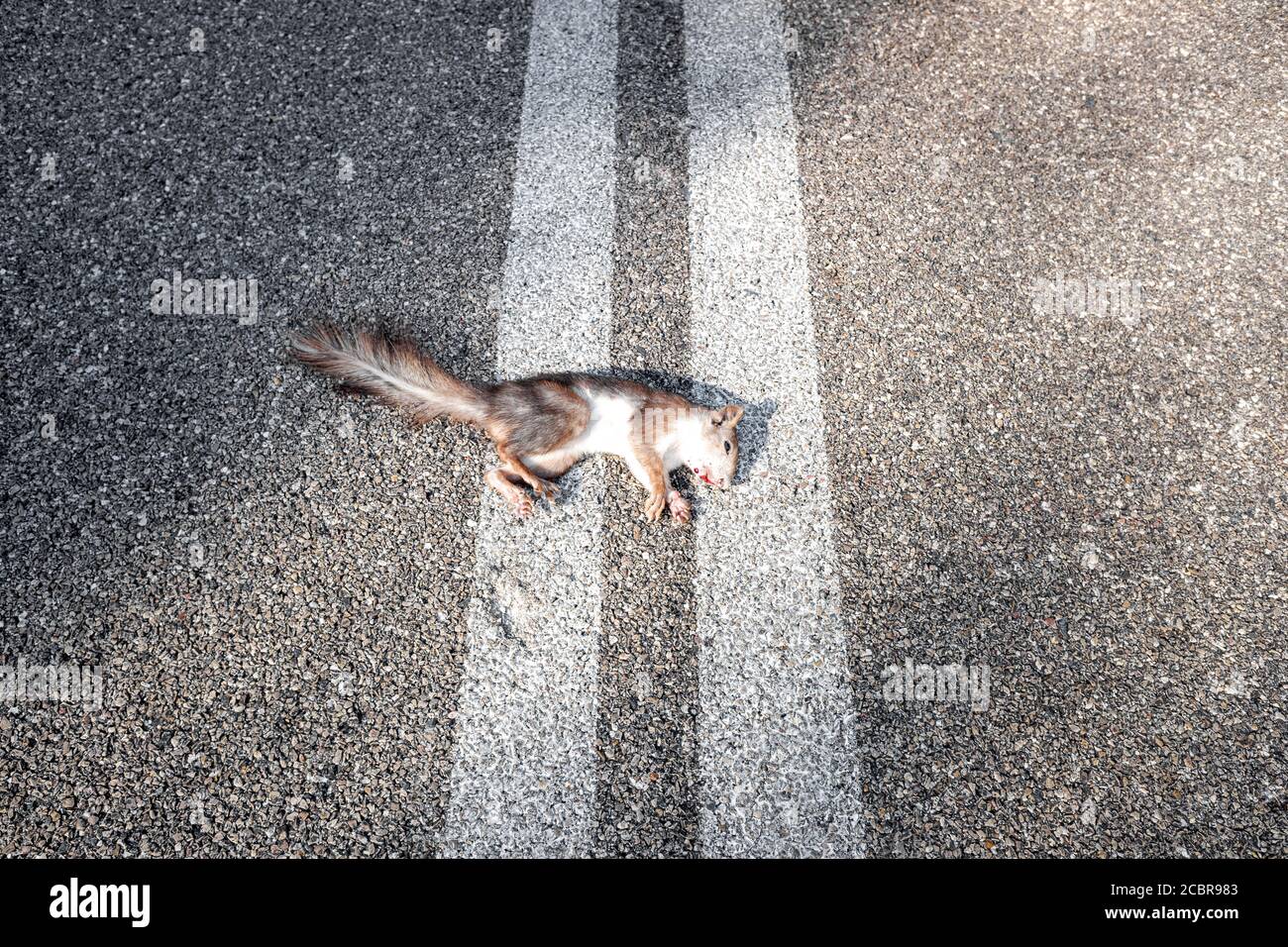 Animals are killed by crossing the roads hit by cars Stock Photo Alamy