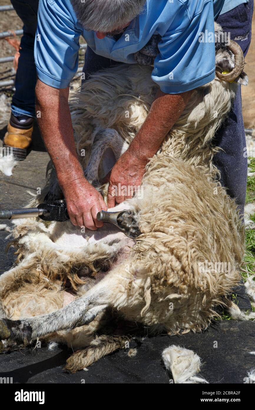 Sheep shearing, County Kerry Ireland Stock Photo