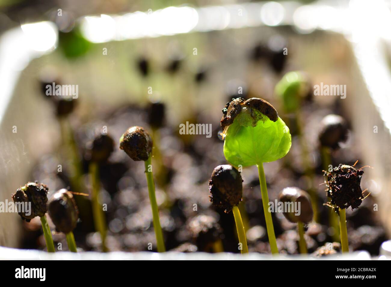 Coffee sprouts, germinating in the nursery Stock Photo Alamy