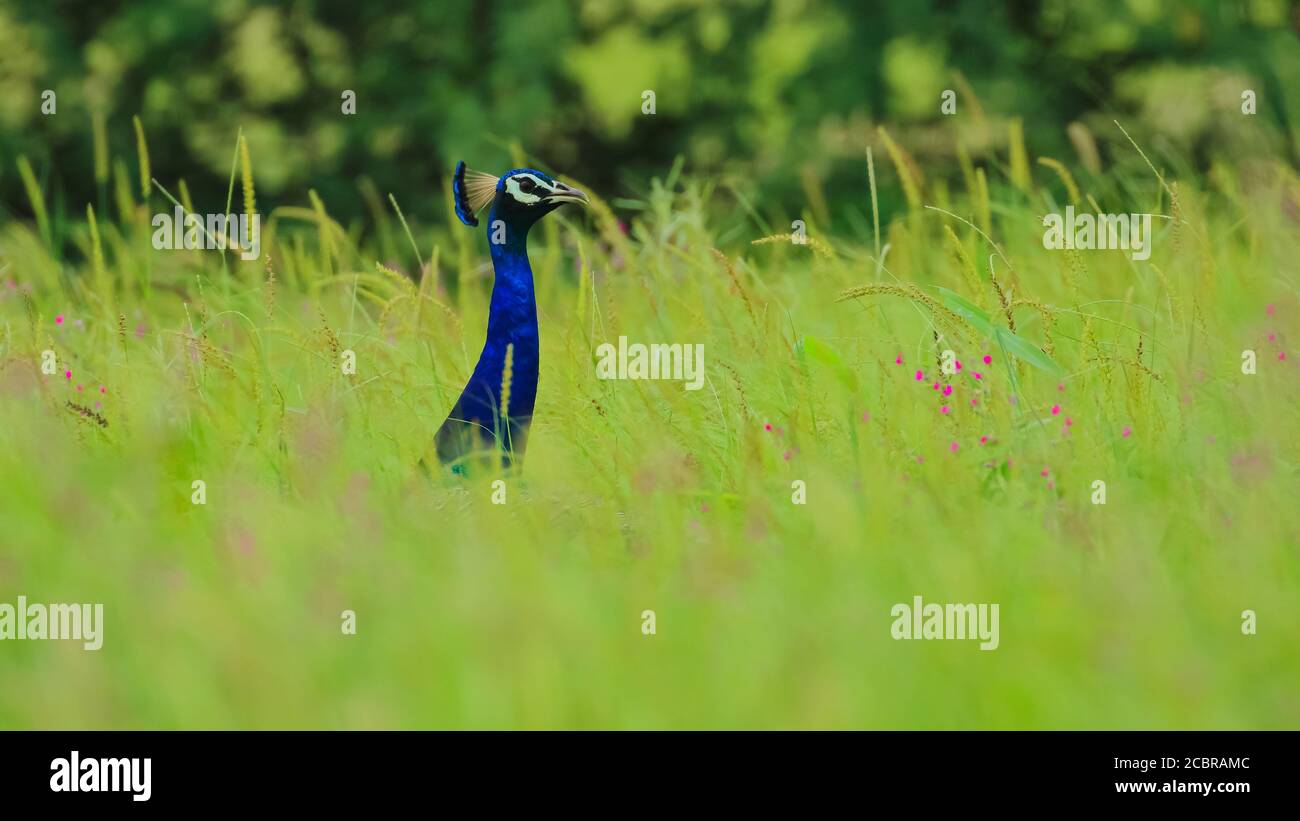 A peacock standing amidst geern grass and wild flowers with blur background Stock Photo