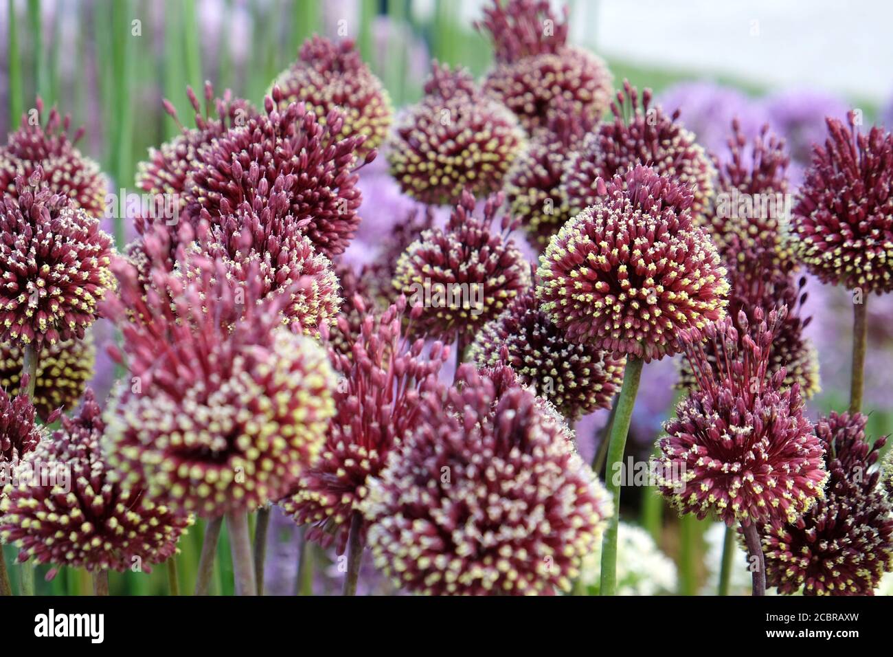 Allium 'red mohican' in flower Stock Photo - Alamy, image size:1300x956