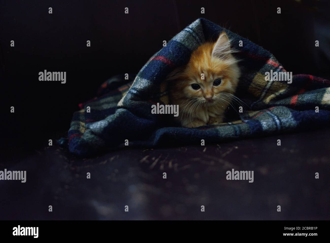 A fluffy yellow kitten, under the blanket Stock Photo