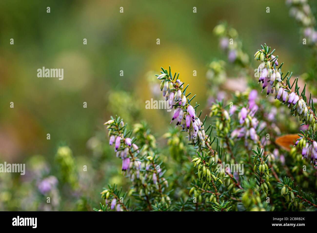 Lilac winter heath plants, with a shallow depth of field Stock Photo