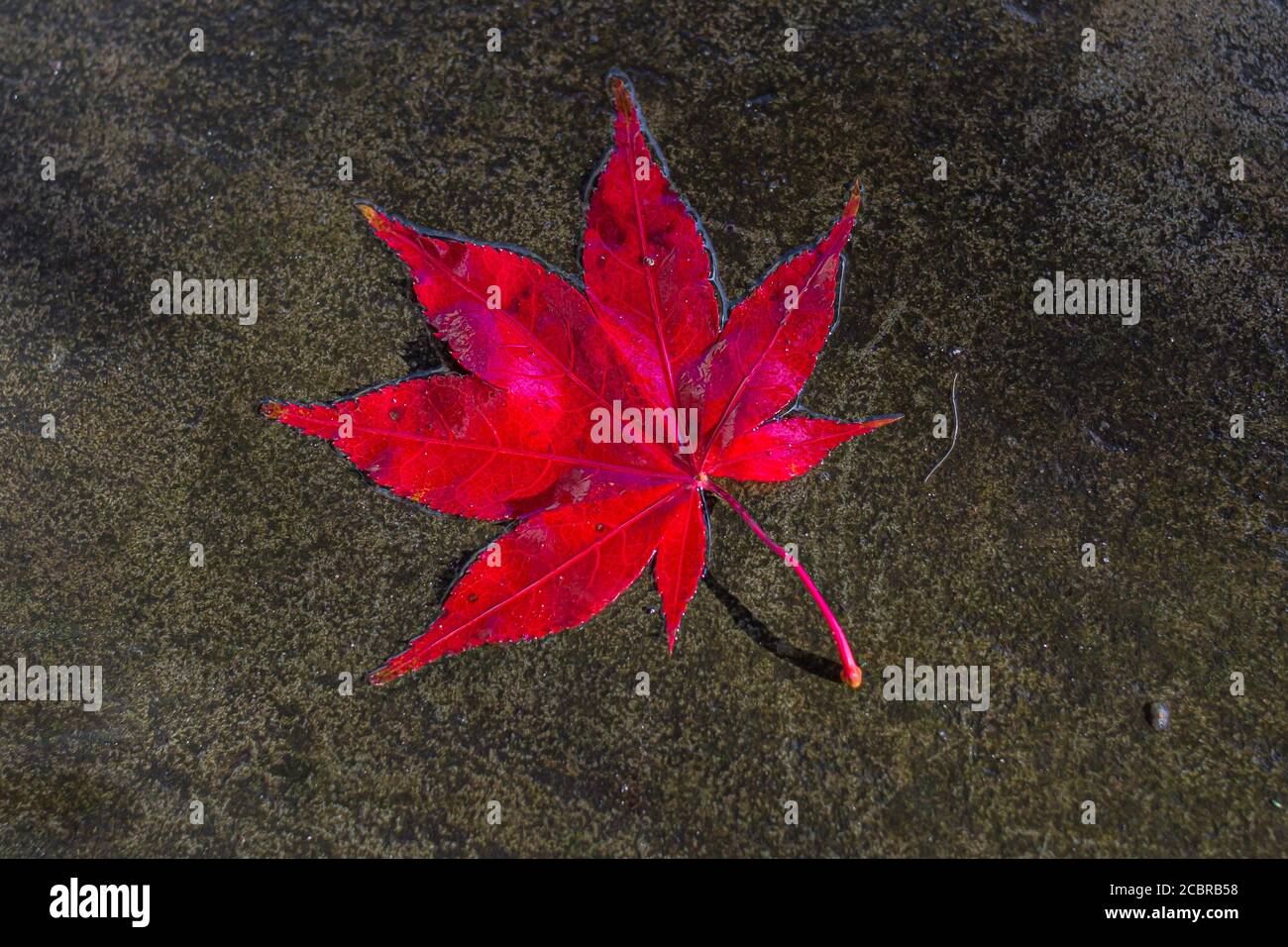 Looking down at a red maple leaf on a wet pavement Stock Photo