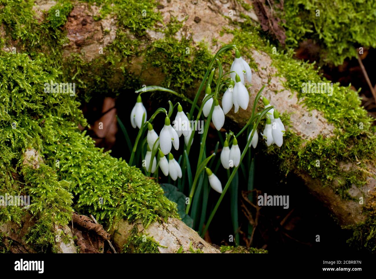 Snowdrops flowering in February, early spring in Southern England. Stock Photo