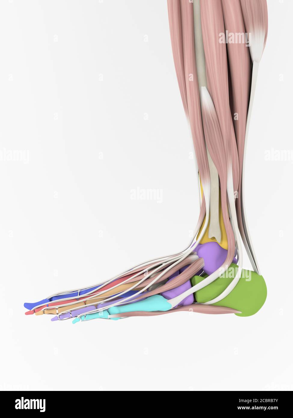 Anatomy illustration of human foot  3D Illustration. Stock Photo