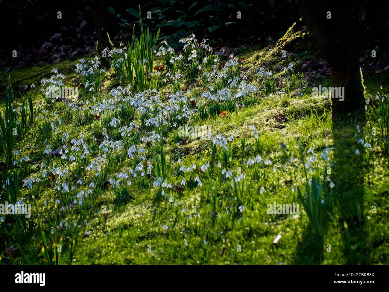 Snowdrops flowering in February, early spring in Southern England. Stock Photo