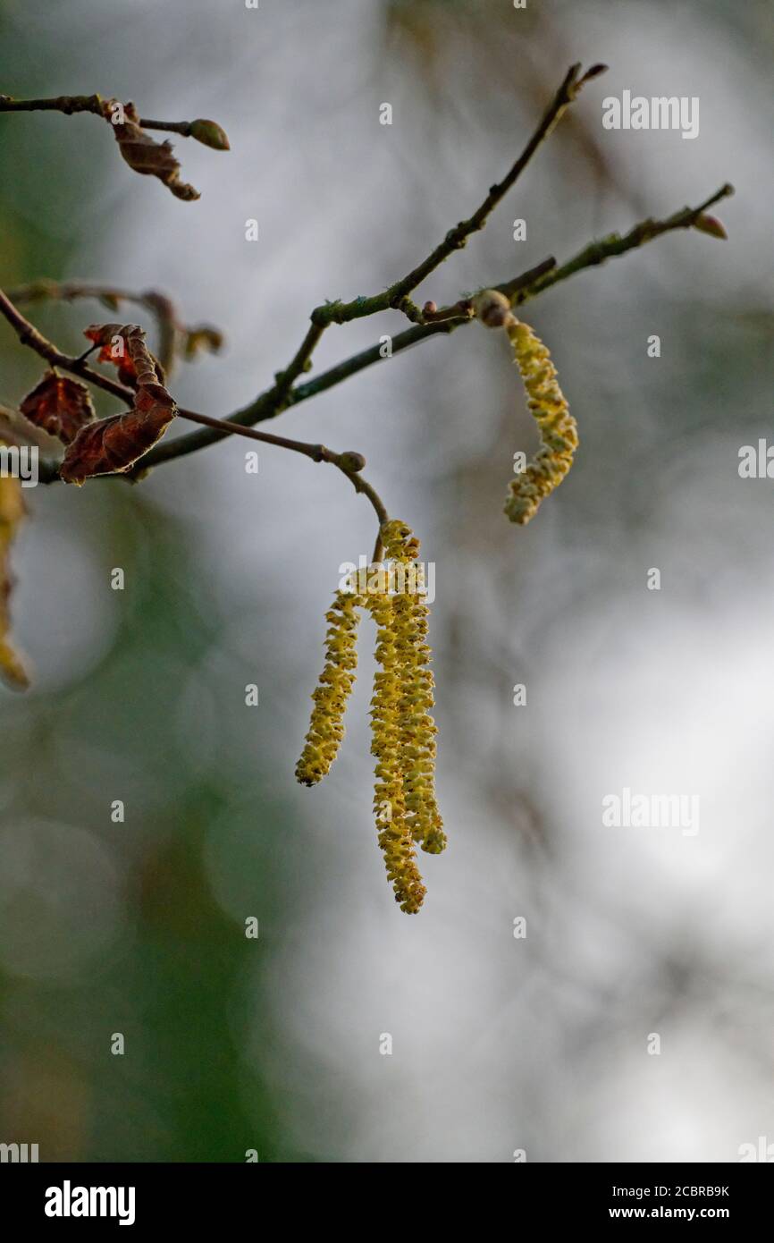Lamb’s Tail catkins on a hazel tree early spring. Stock Photo