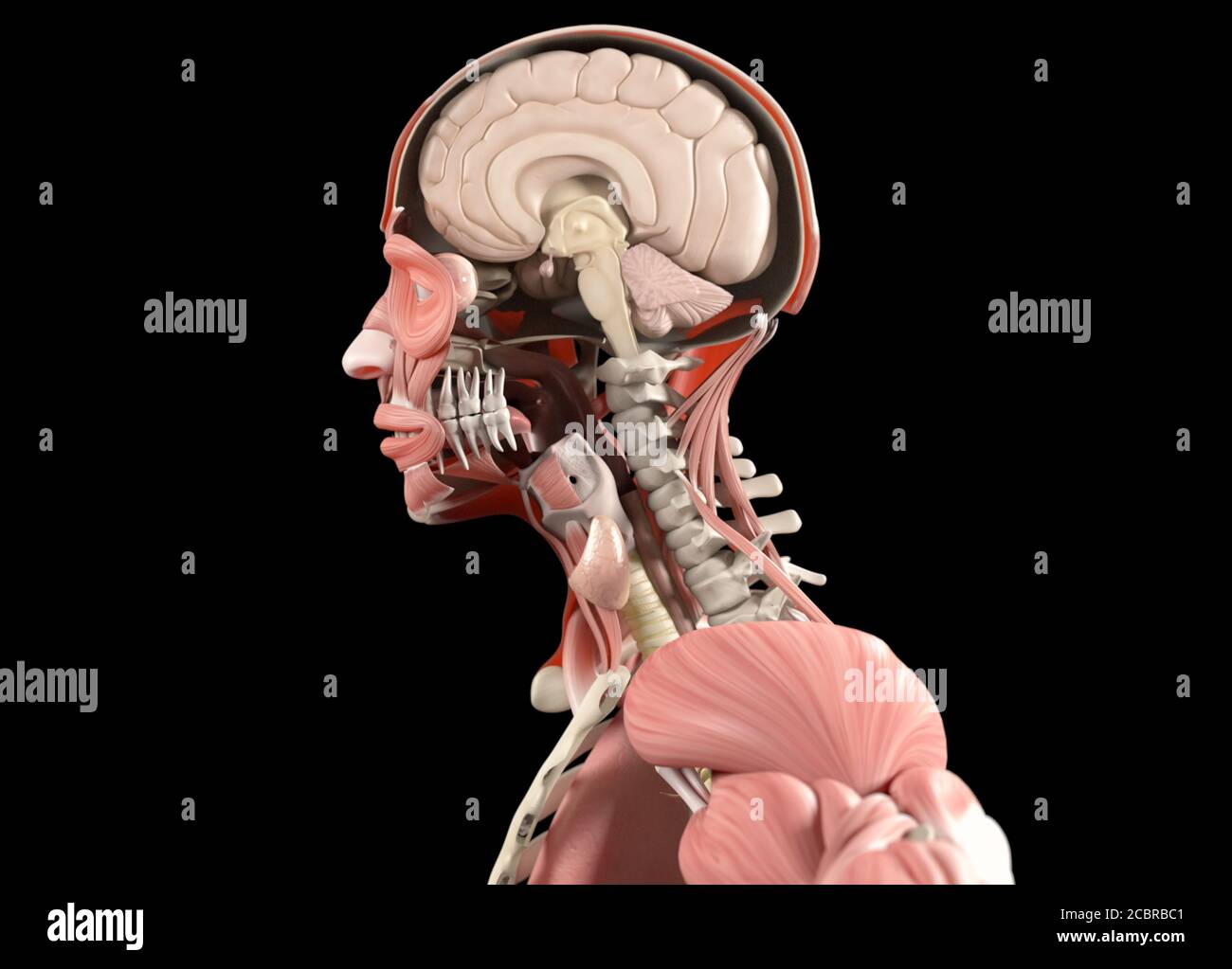 Human anatomy brain illustration, concept. 3D illustration Stock Photo ...