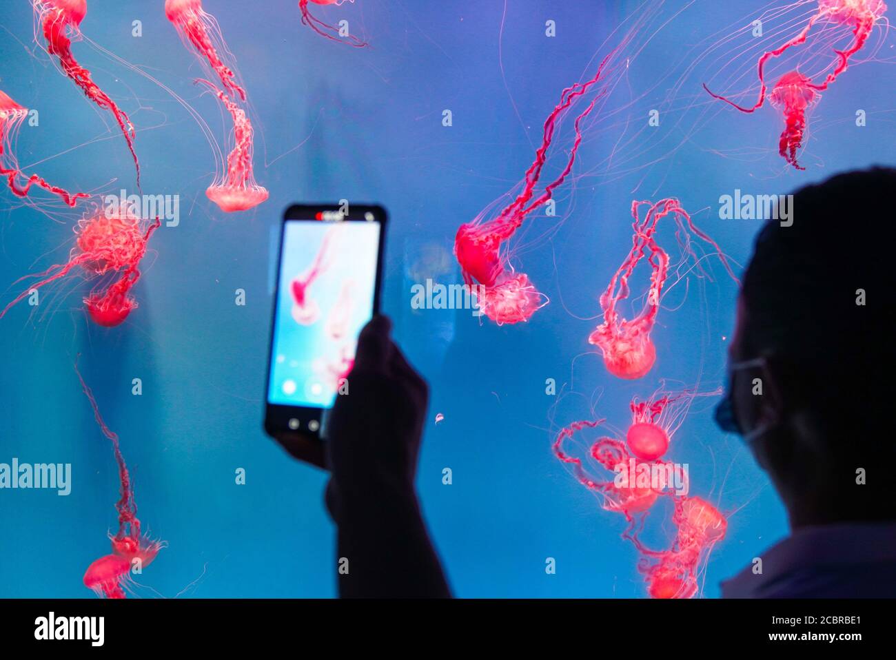 Changchun, China's Jilin Province. 15th Aug, 2020. A visitor takes photos of jellyfish at the 19th China Changchun International Agriculture and Food Fair Expo, in Changchun, northeast China's Jilin Province, Aug. 15, 2020. Credit: Yan Linyun/Xinhua/Alamy Live News Stock Photo
