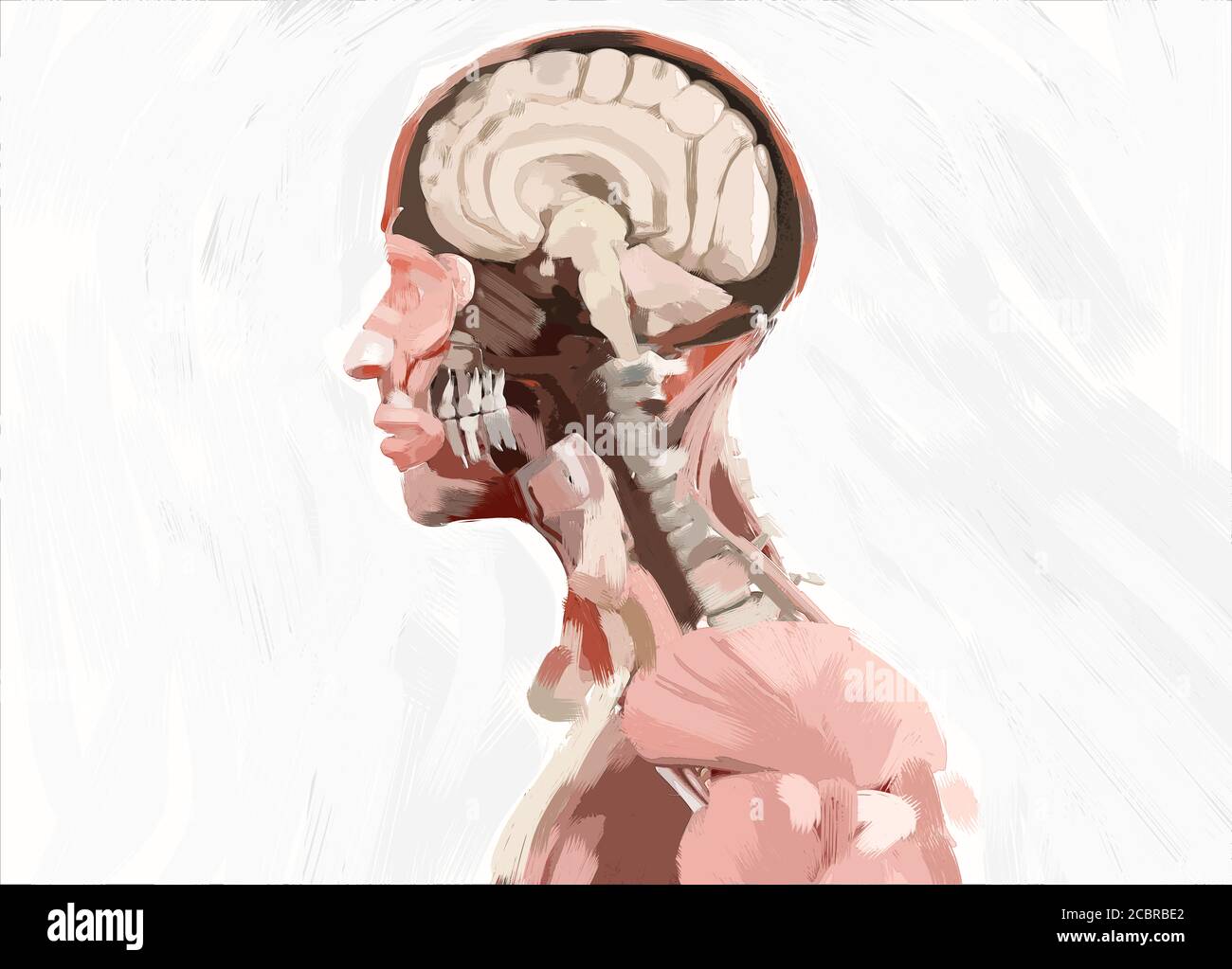 Human anatomy brain illustration, concept. 3D illustration Stock Photo ...