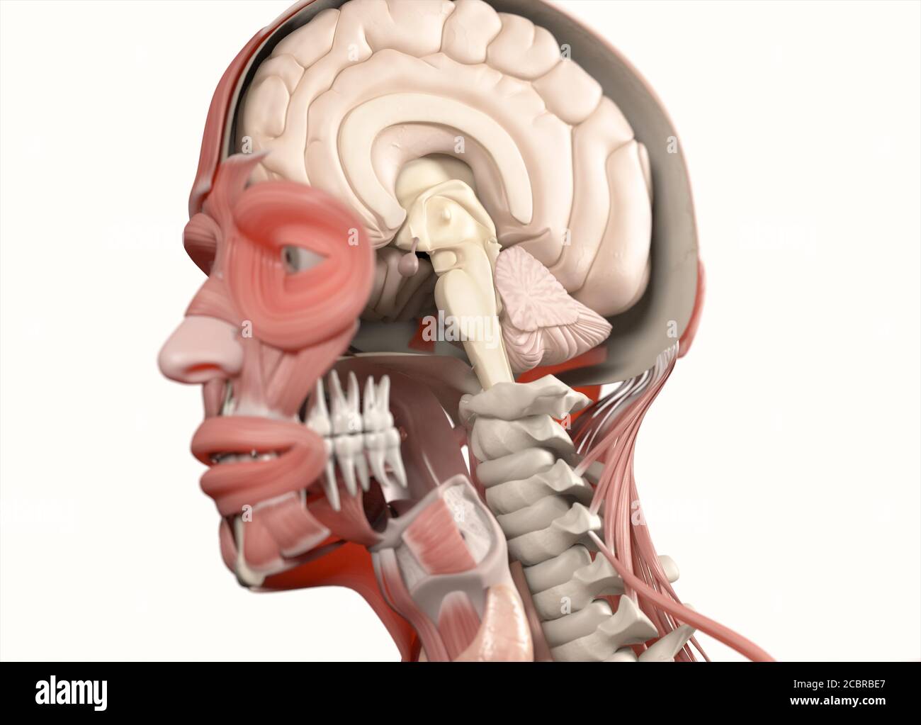 Human anatomy brain illustration, concept. 3D illustration Stock Photo ...