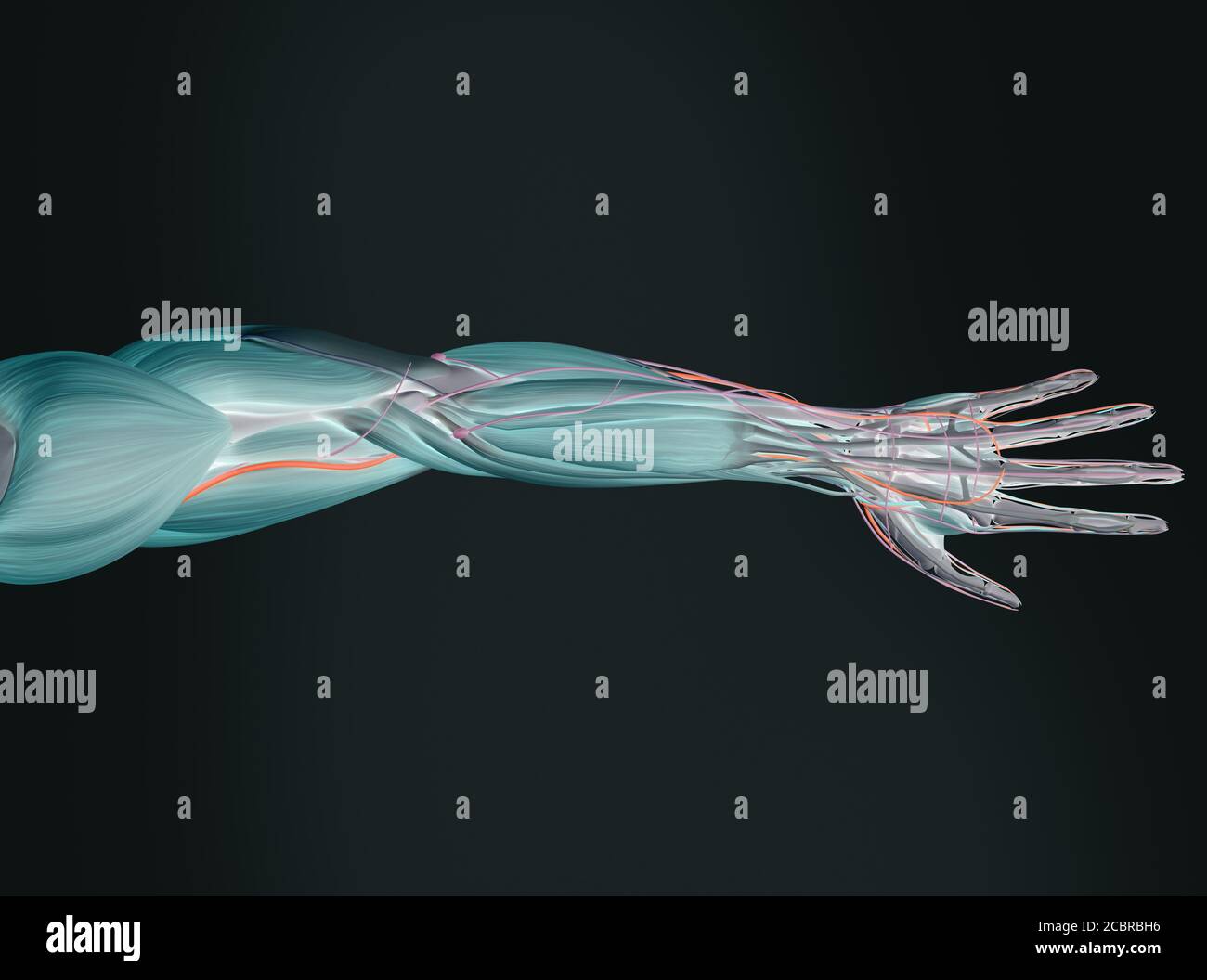 Human anatomy xraylike illustration of arm and hand Stock Photo Alamy