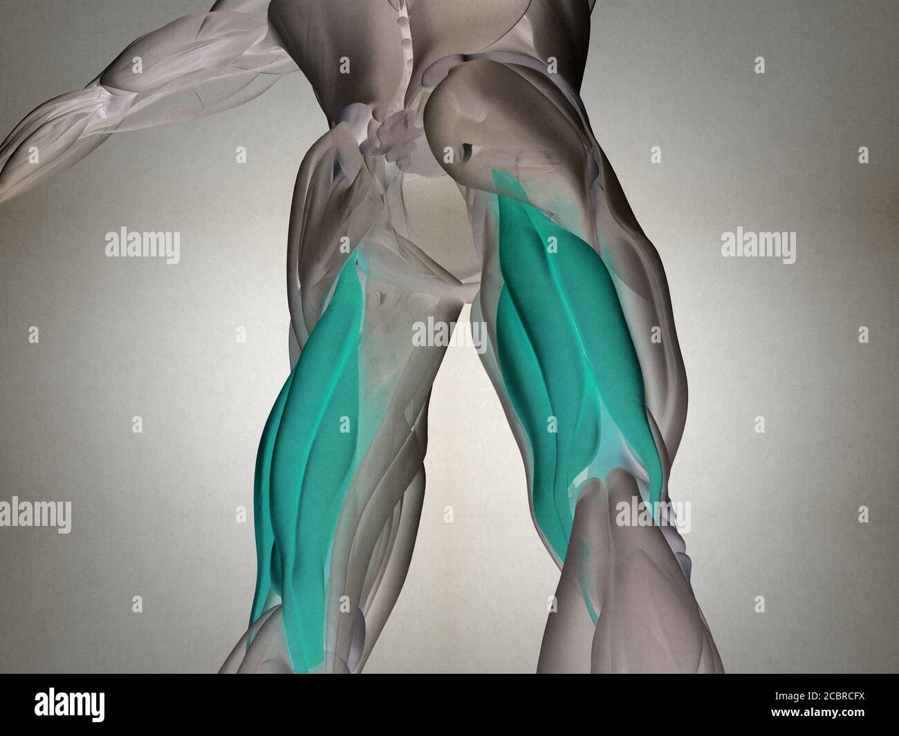 Hamstring muscle group, human anatomy muscle system. 3d illustration