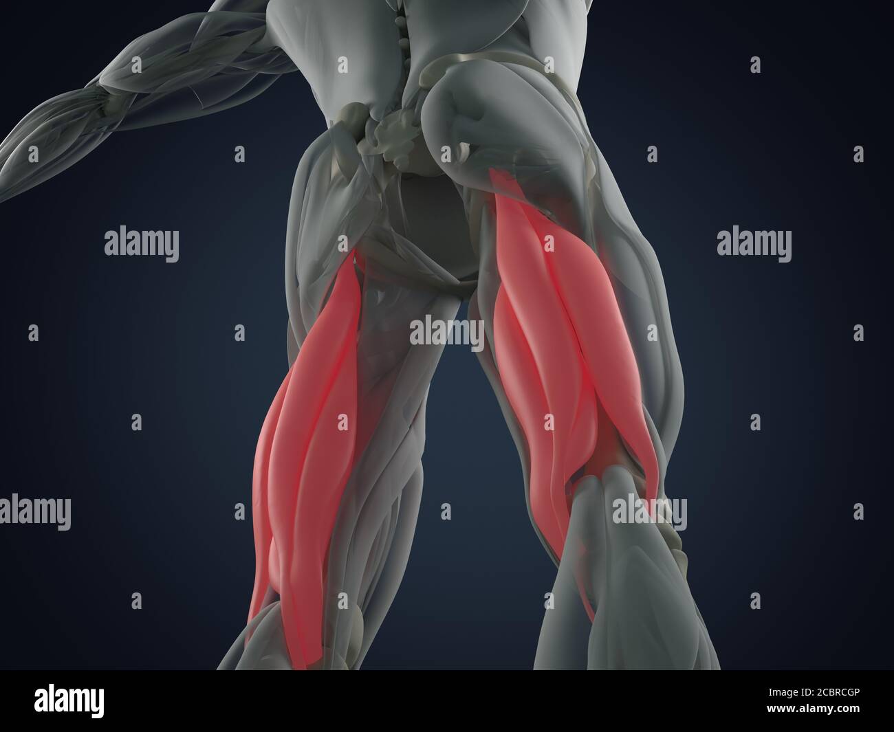 Hamstring muscle group, human anatomy muscle system. 3d illustration