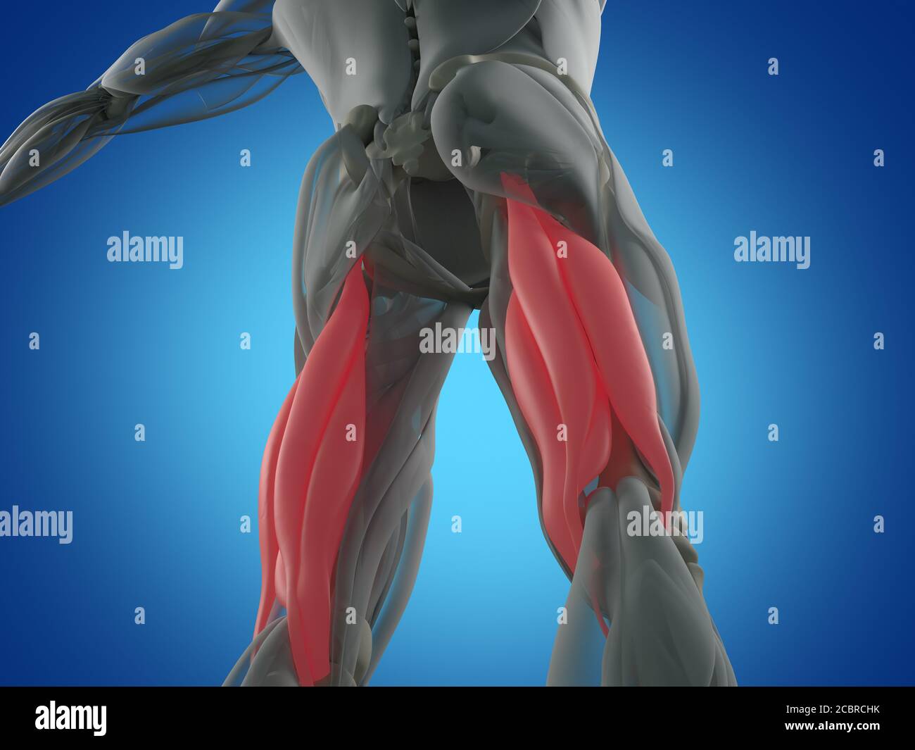 Hamstring muscle group, human anatomy muscle system. 3d illustration
