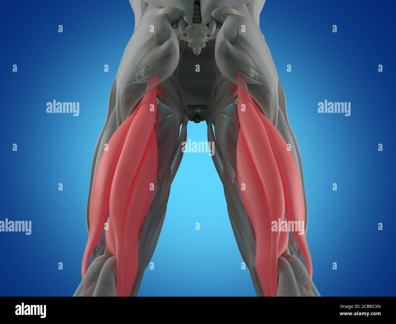 Hamstring muscle group, human anatomy muscle system. 3d illustration