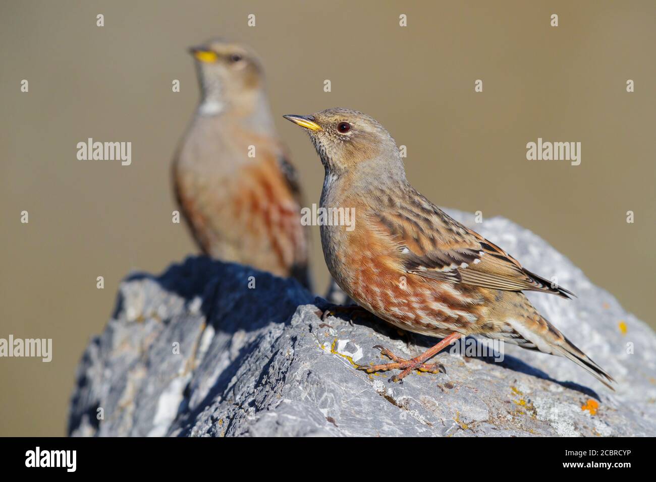 Alpine Accentor (Prunella collaris), two adults perched on a rock, Trentino-Alto Adige, Italy Stock Photo