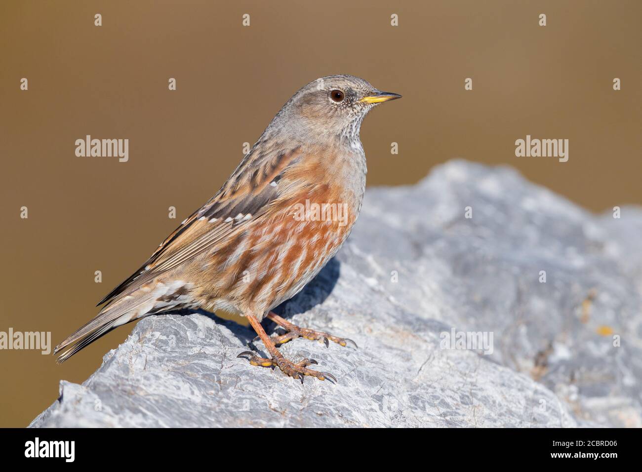 Alpine Accentor (Prunella collaris), side view of an adult perched on a rock, Trentino-Alto Adige, Italy Stock Photo