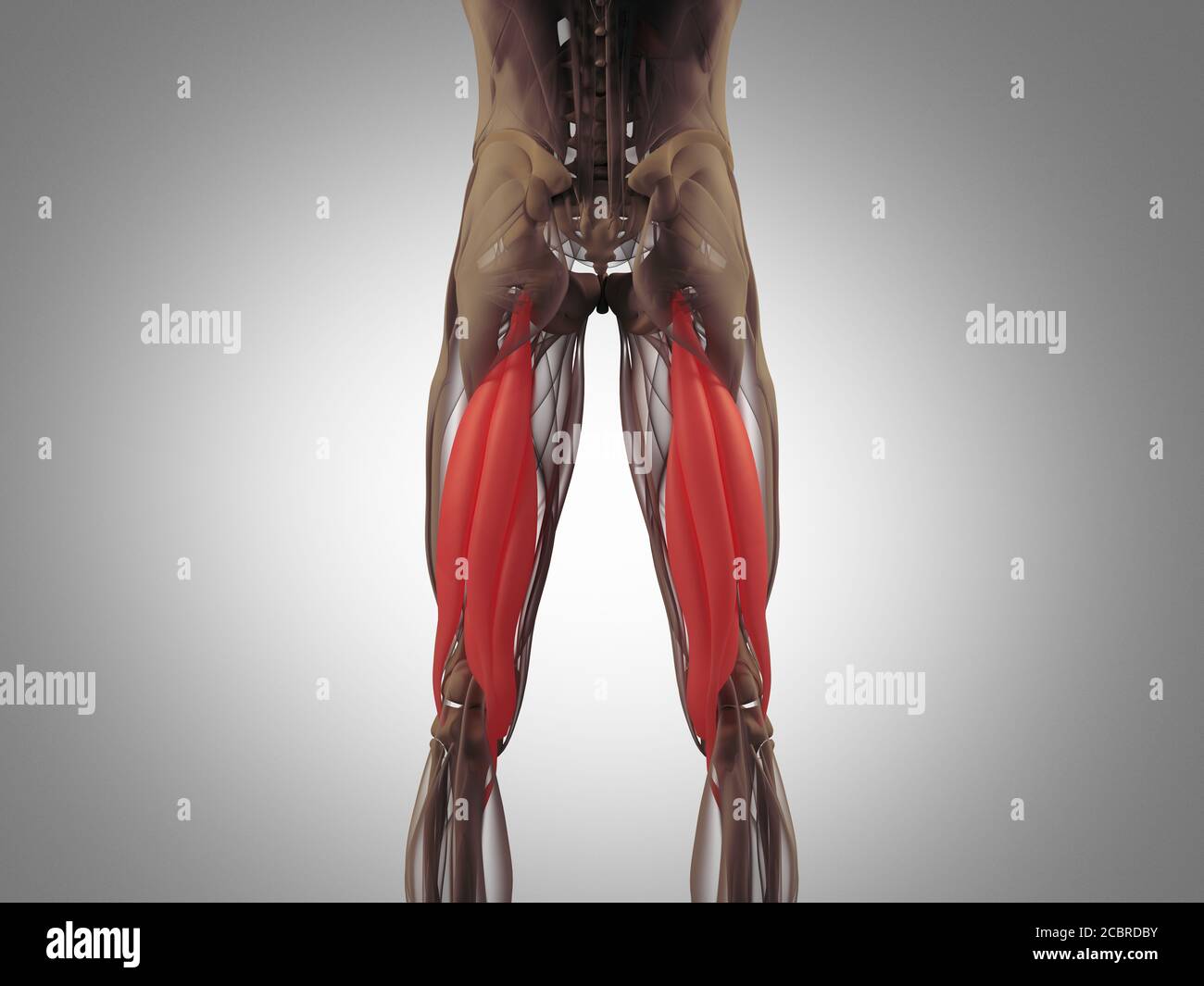 Hamstring muscle group, human anatomy muscle system. 3d illustration