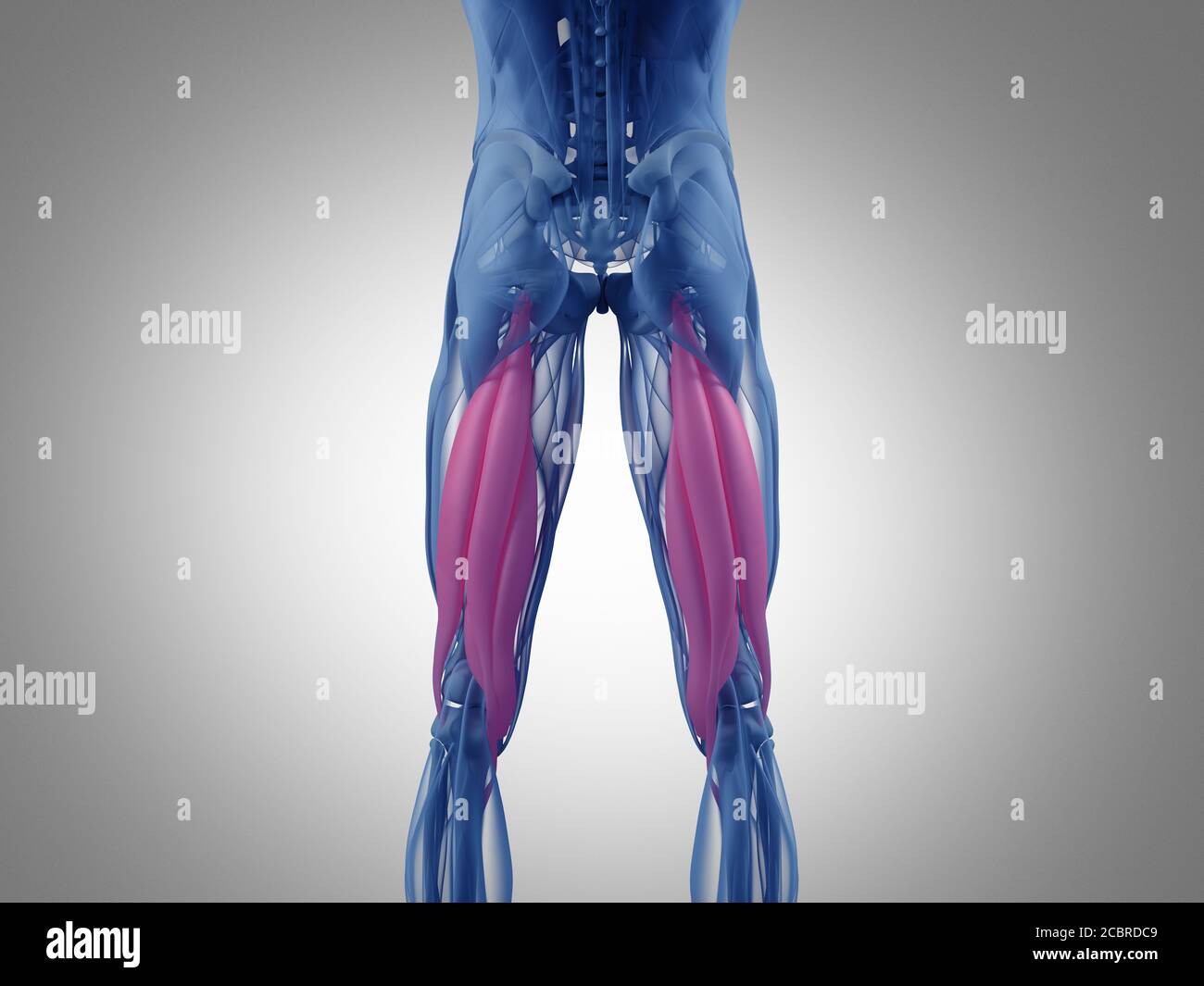 Hamstring muscle group, human anatomy muscle system. 3d illustration ...