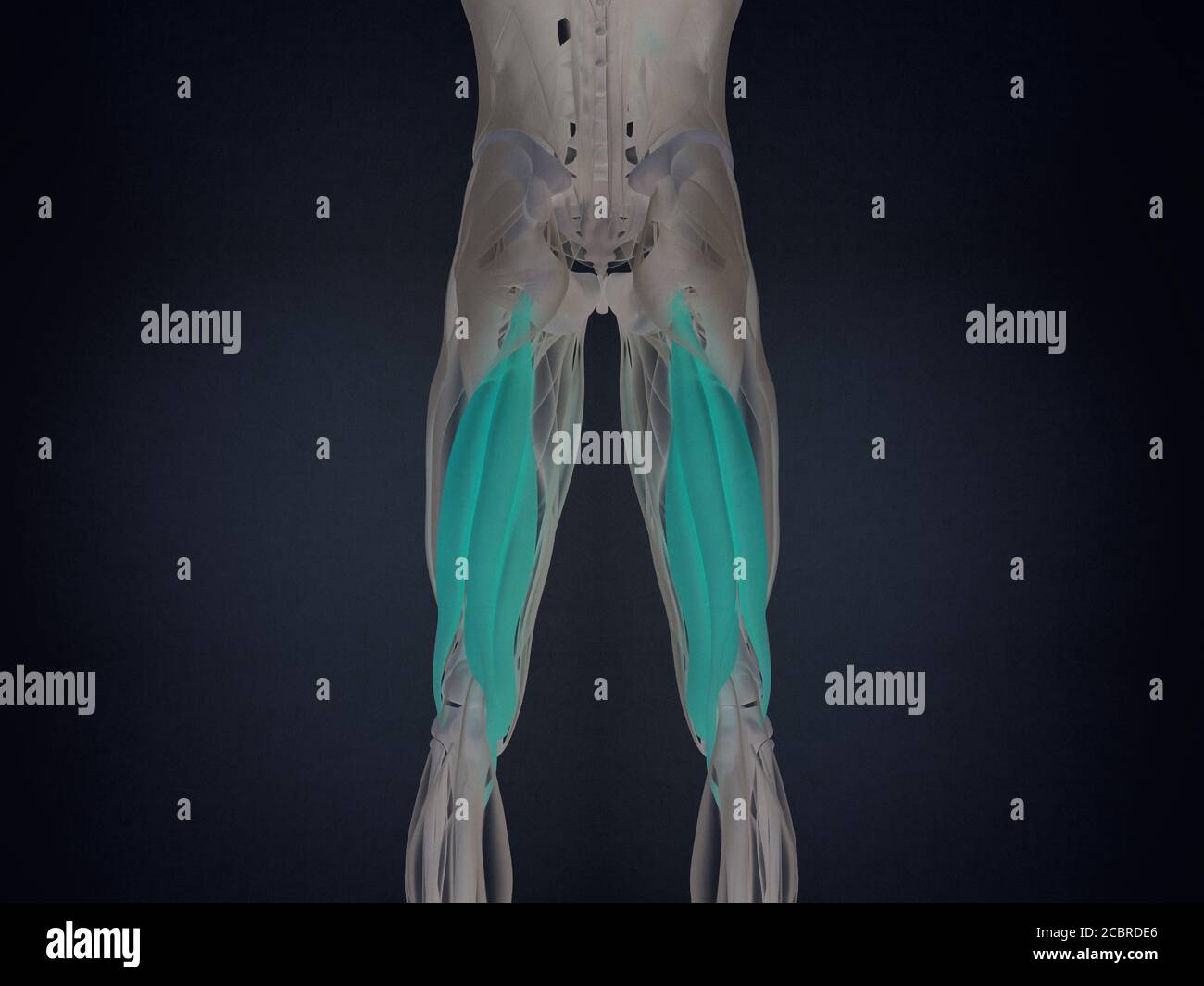 Hamstring muscle group, human anatomy muscle system. 3d illustration