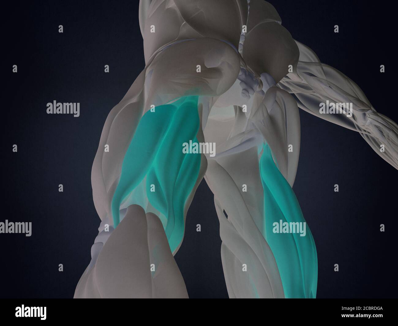 Hamstring Muscle Group, Human Anatomy Muscle System. 3d Illustration ...