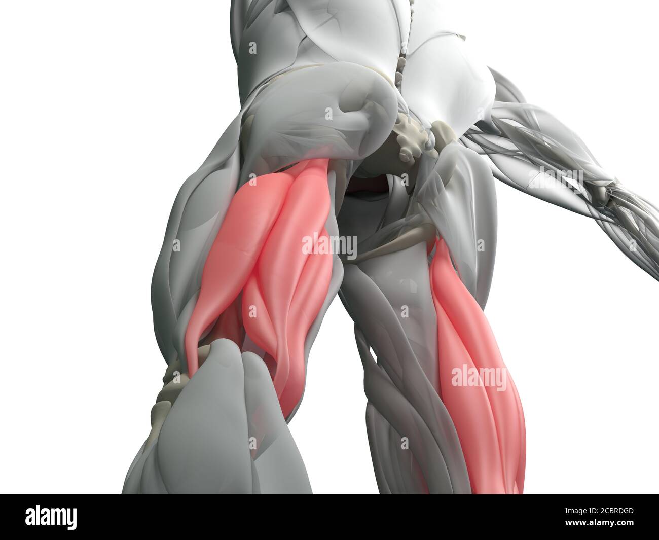 Hamstring Muscle Group Human Anatomy Muscle System 3d Illustration