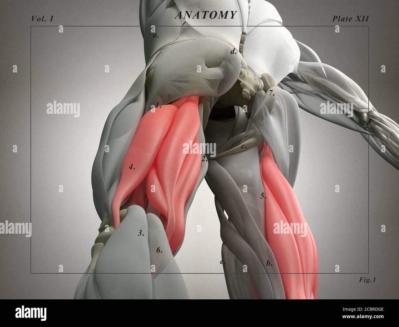 Hamstring muscle group, human anatomy muscle system. 3d illustration