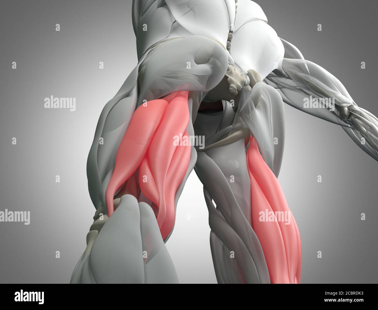 Hamstring muscle group, human anatomy muscle system. 3d illustration Stock  Photo - Alamy