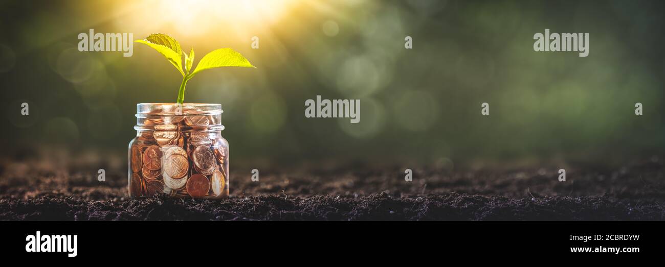 Plant Growing Out Of Jar Of Coins In Garden Soil - Business Investment Concept Stock Photo