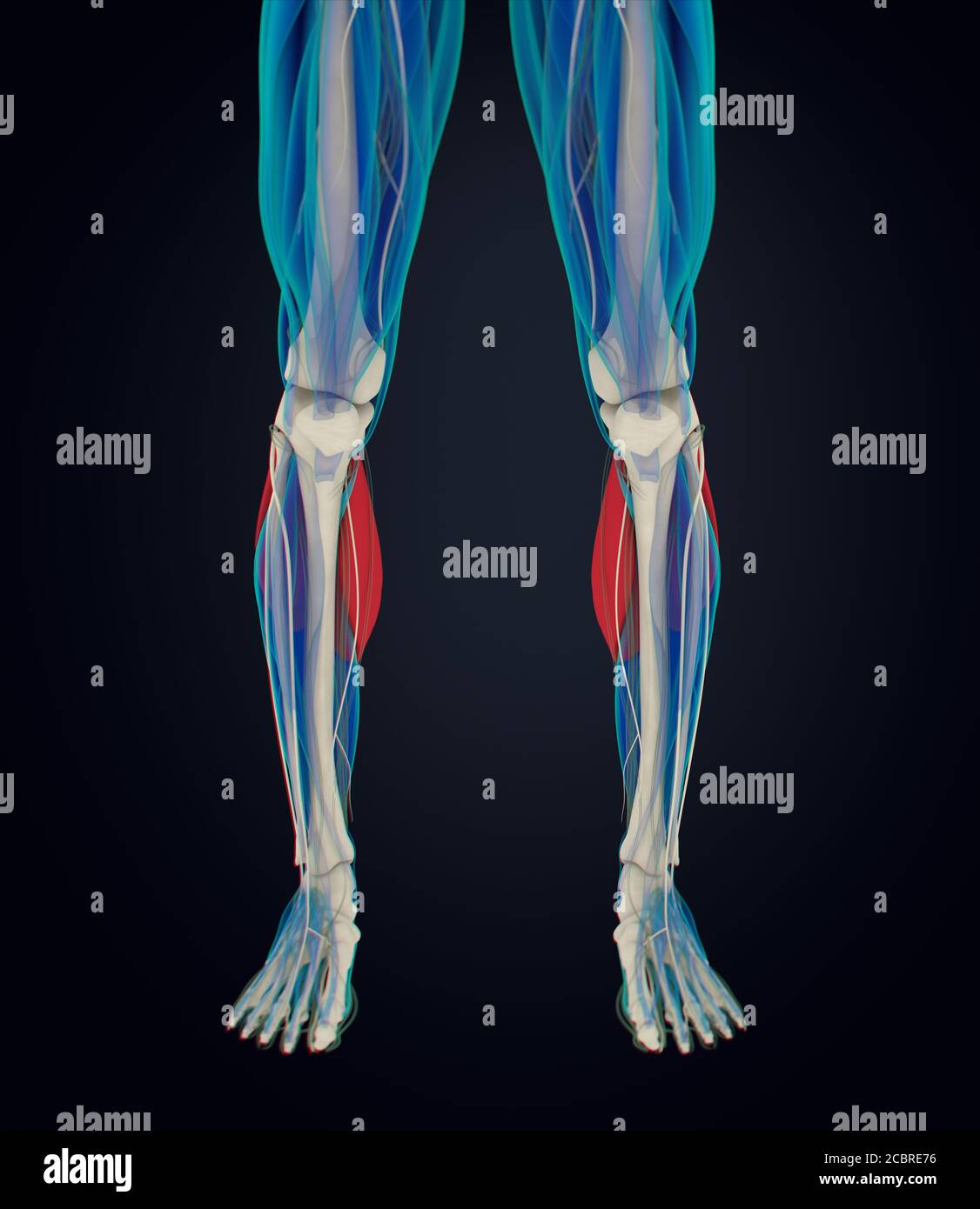 Anatomy illustration of Calf muscles, human anatomy, gastrocnemius. 3d