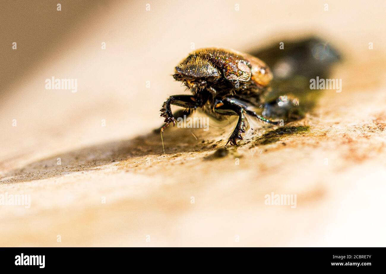 A water beetle, going to dry land Stock Photo