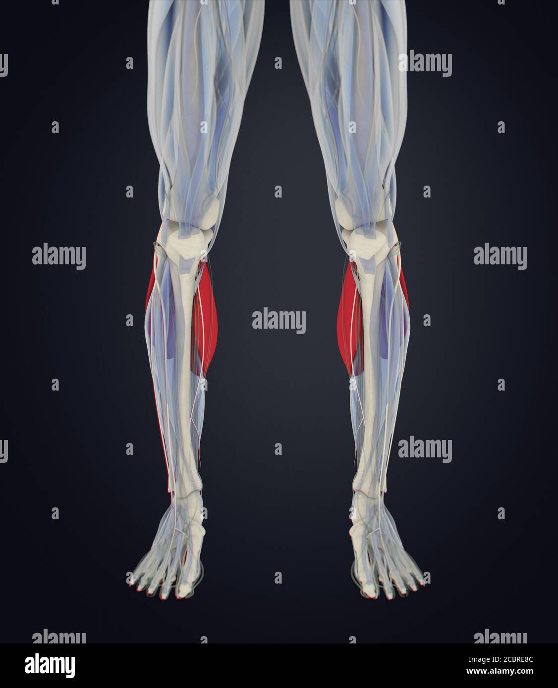 Anatomy illustration of Calf muscles, human anatomy, gastrocnemius. 3d illustration Stock Photo